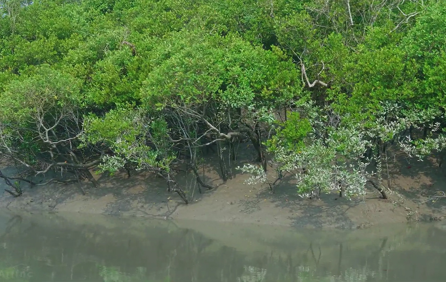 River Delta