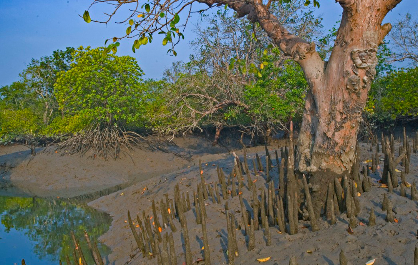 River Delta