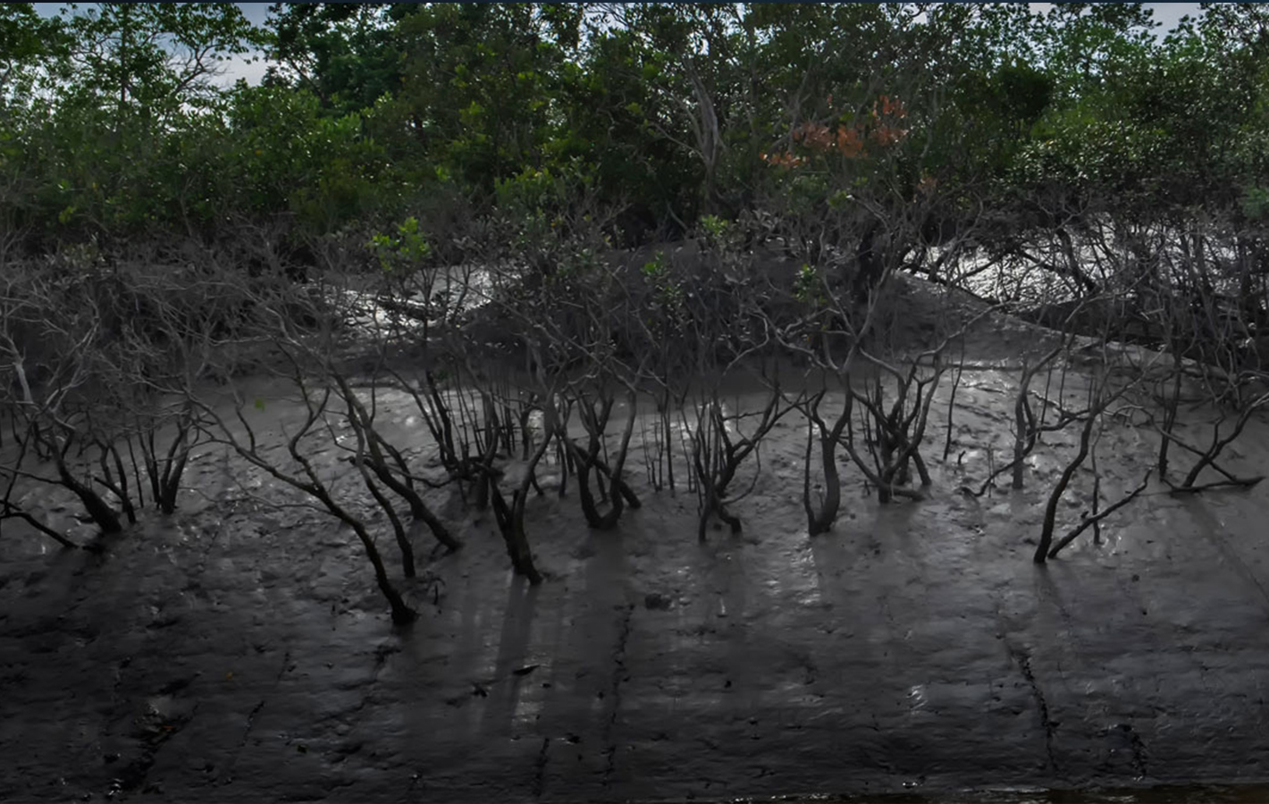 River Delta