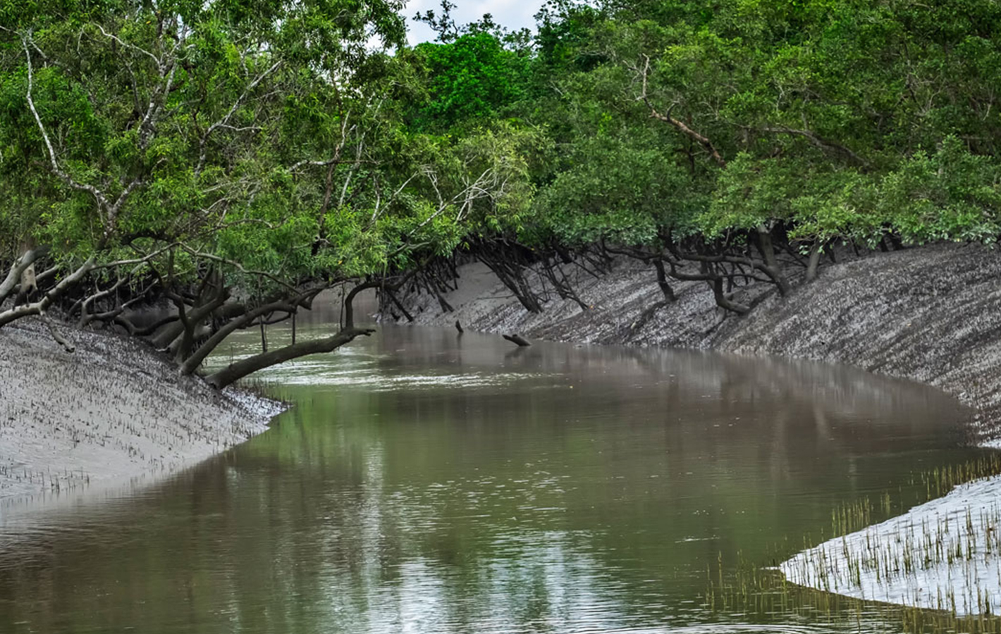 River Delta