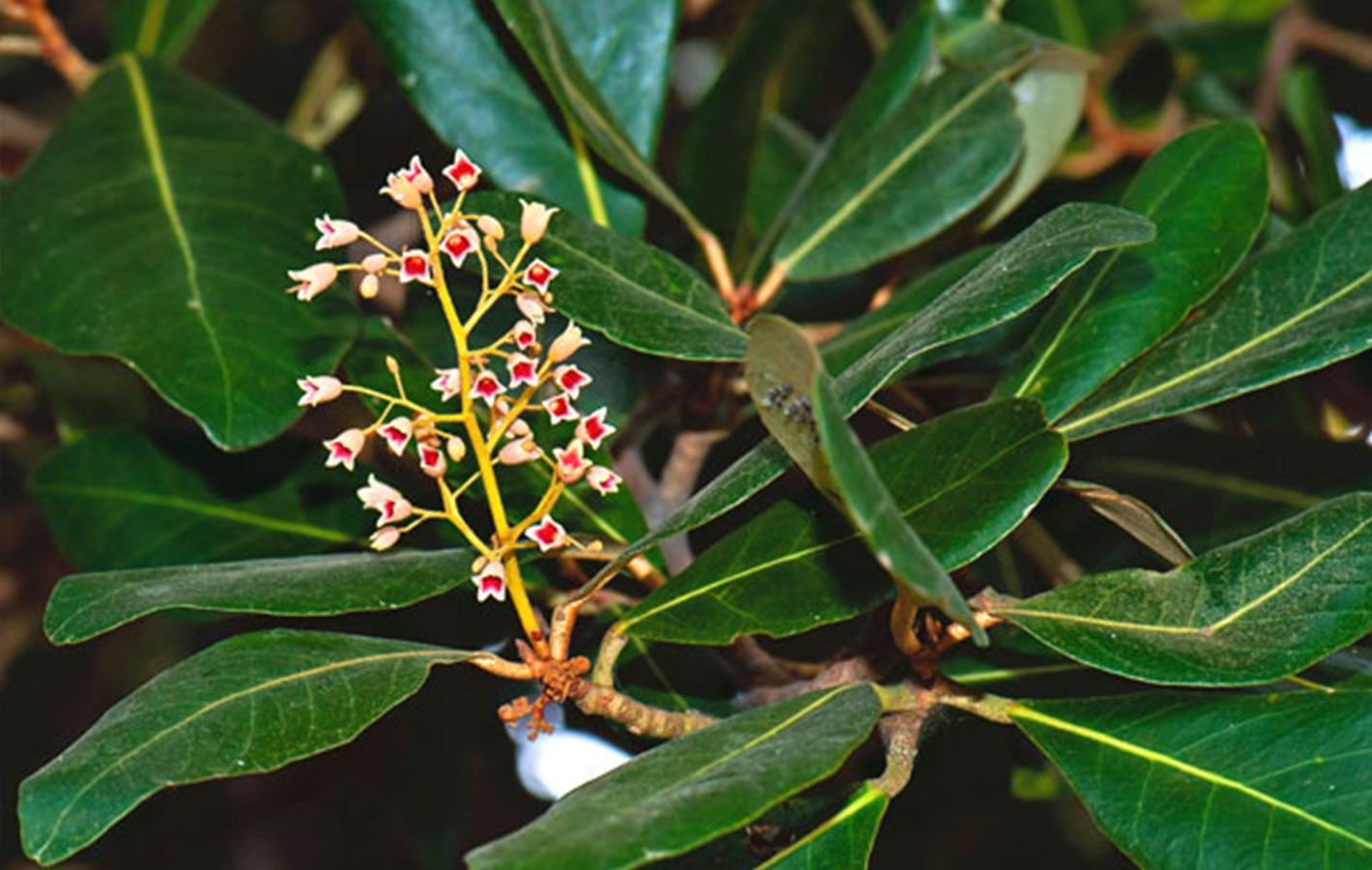 Sundari Tree