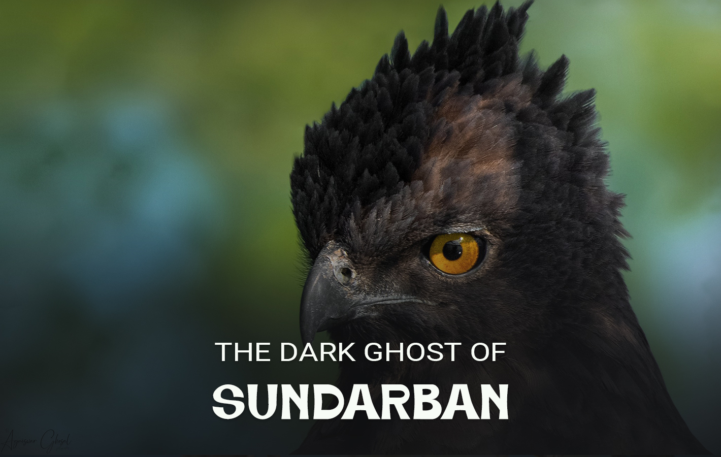 Dobanki