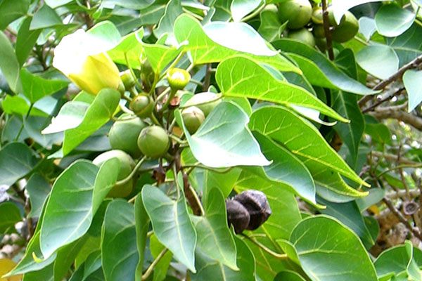 Mangrove
