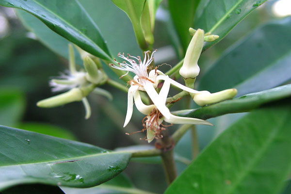 Mangrove