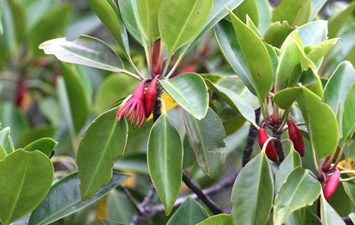 Mangrove