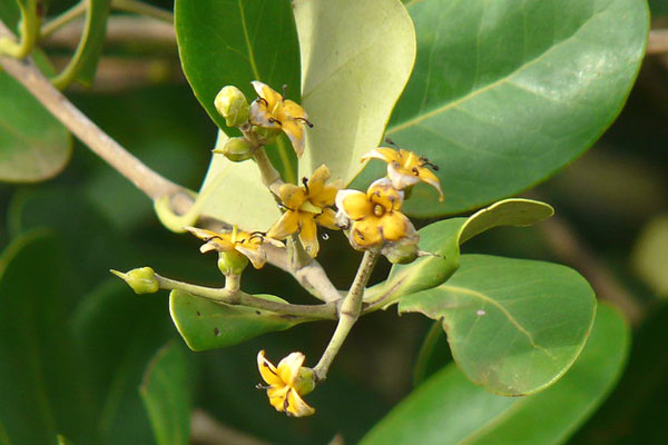 Mangrove