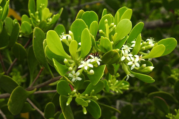 Mangrove