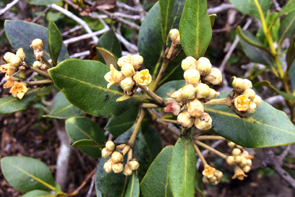 Mangrove