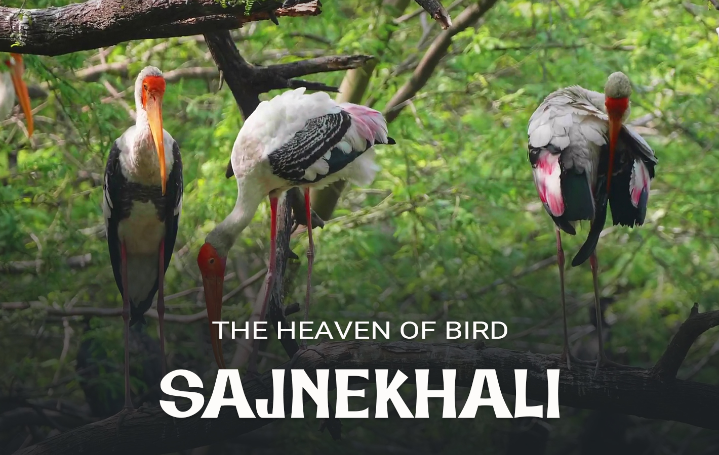 Sajnekhali